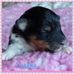 mackie 1 veck
